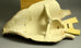 Johnny Rolf "Zebu Ox" wall mask E7028 - Freeforms