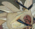 Tyra Lundgren "Doves Prancing" ceramic relief B3797 - Freeforms